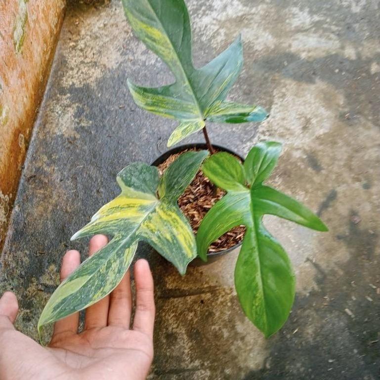 Philodendron Florida Beauty -  - Pokok Philodendron Florida Beauty - फिलोडेंड्रोन फ्लोरिडा ब्यूटी Florida Beauty – Rare Variegated Philodendron, Stunning Lobed Leaves, Collector’s Choice, Indoor Showpiece, Climbing Aroid LIVE PLANT
