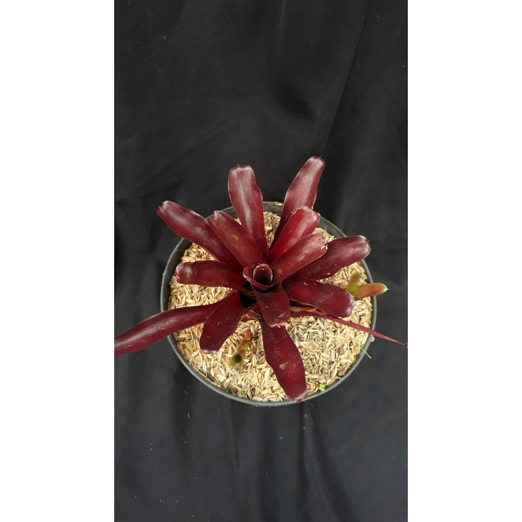 Sindo - Bromelia Live Plant 2LJMHWNVPD