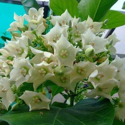 Bali Jasmine (Vallaris glabra) -  - Pokok Kesidang - केसिदांग चमेली Bali Jasmine – Strong Fragrance, Star-Shaped Flowers, Climbing Vine, Traditional Symbol, Tropical Beauty LIVE PLANT