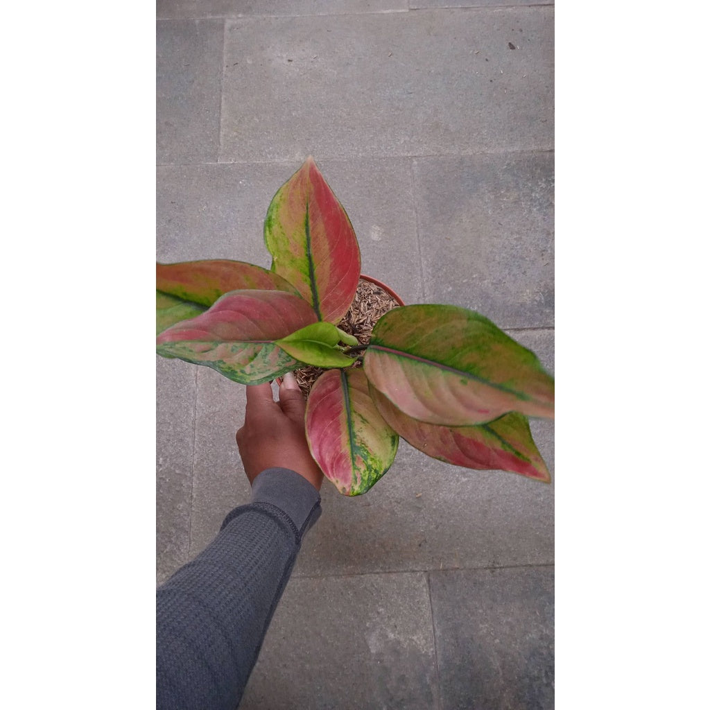 Sindo - Aglaonema Heng Heng Rainbow By Idamulya Florist Live Plant U5LRGKGULU