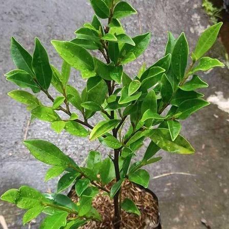 Magnolia figo -  - Pokok Magnolia Figo - मैगनोलिया फिगो Exquisite Magnolia Figo – Enhance Your Space with This Elegant Botanical Delight, Fragrant Blooms, Compact Shrub, Indoor & Outdoor LIVE PLANT