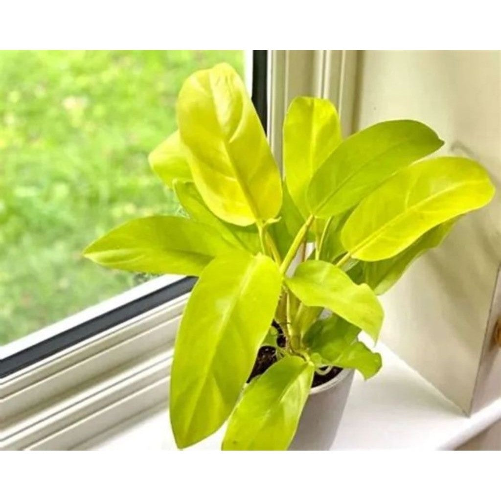Golden Pothos / 黄金葛 / Sirigading Gold / सुनहरी मनी प्लांट (Singapore: Money Plant Gold) – Air Purifying, Fast Growing, E