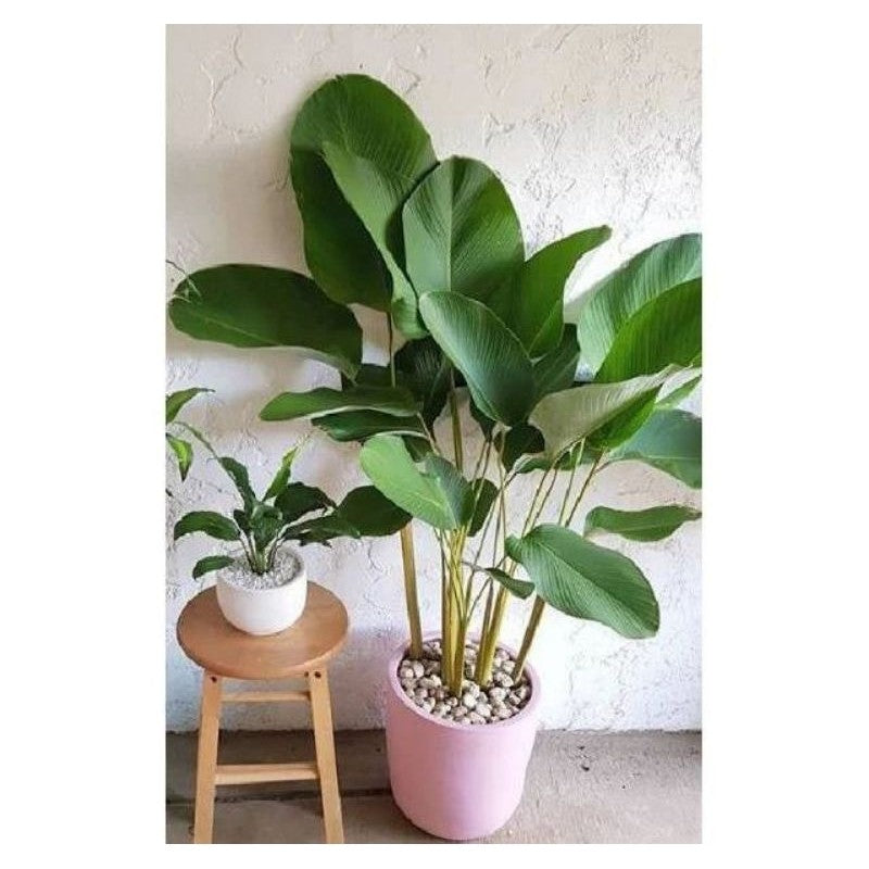 Calathea Luthea Green / 绿竹芋 / Meranti Hijau / हरा कैलाथिया (Singapore: Calathea Luthea Plant) – Lush Leaves, Air Purifyi