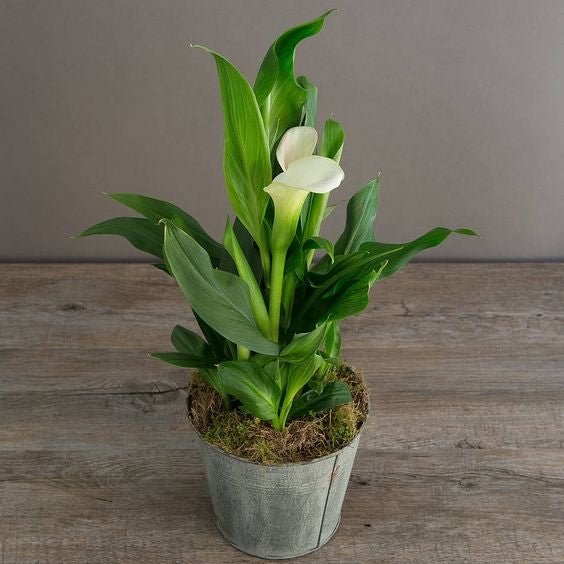 Sindo - Calla Lily | Zantedeschia aethiopica | 马蹄莲 | Pokok Bunga | काला लिली – Indoor Elegant Bloom