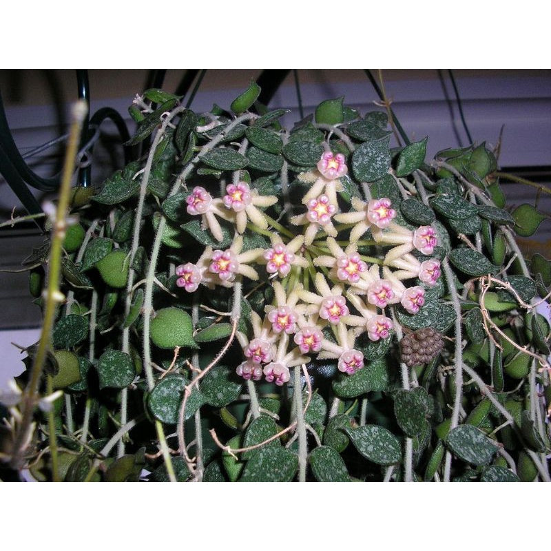 Hoya curtisii