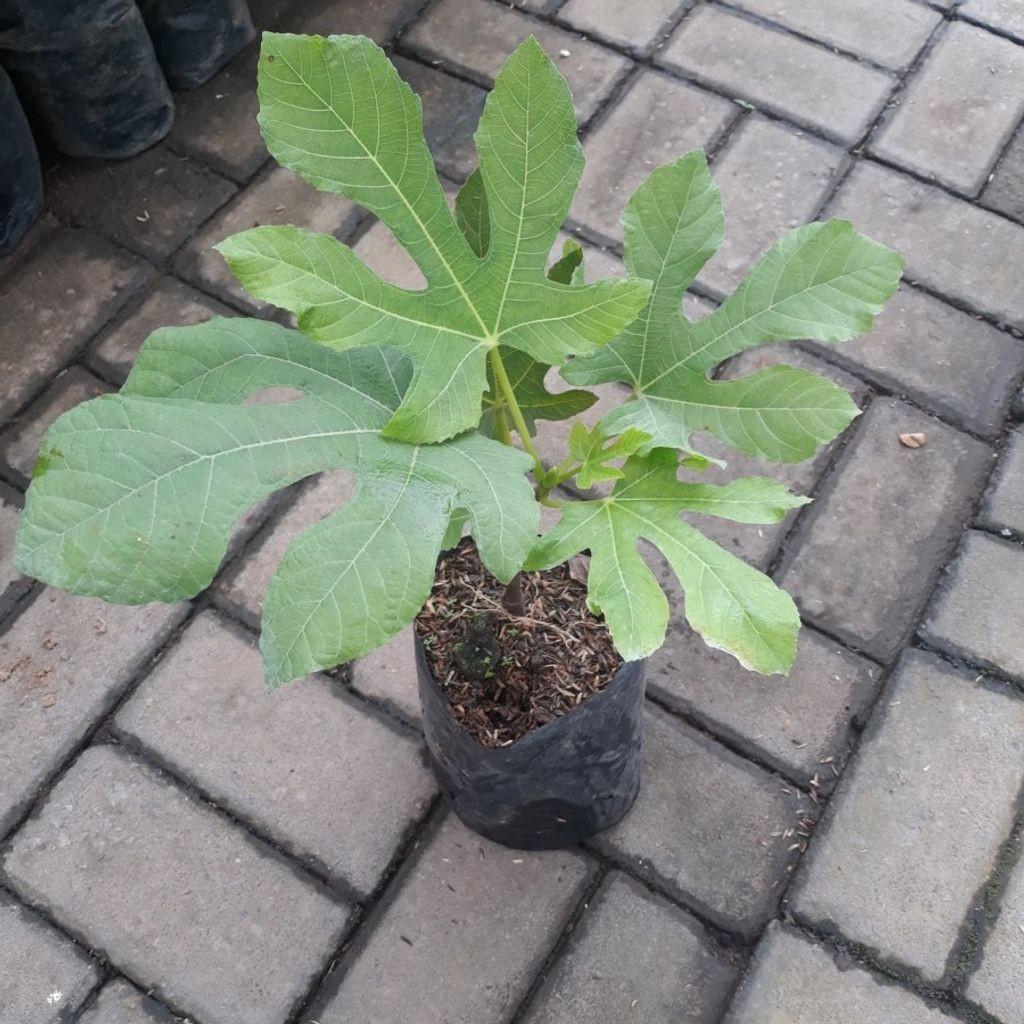 Green Jordan Fig (Ficus carica ‘Green Jordan’) – Seedling -  - Anak Pokok Buah Tin Green Yordan - ग्रीन जॉर्डन अंजीर पौधा Green Jordan Fig – Sweet Edible Fruit, Rare Tropical Variety, Compact Grower, Garden-to-Table Delight, LIVE SEEDLING PLANT