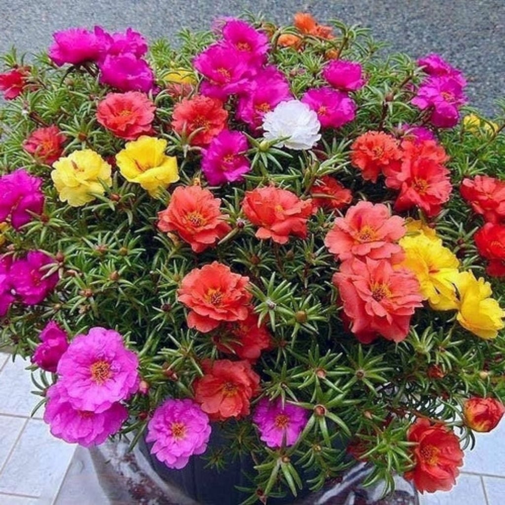 Moss Rose / 马齿苋花 / Bunga Krokot / गुलाबी फूल – Portulaca Grandiflora Singapore – Drought Tolerant, Fast Blooming, Colorful Flowers, Easy Care, Sun Loving – LIVE PLANT