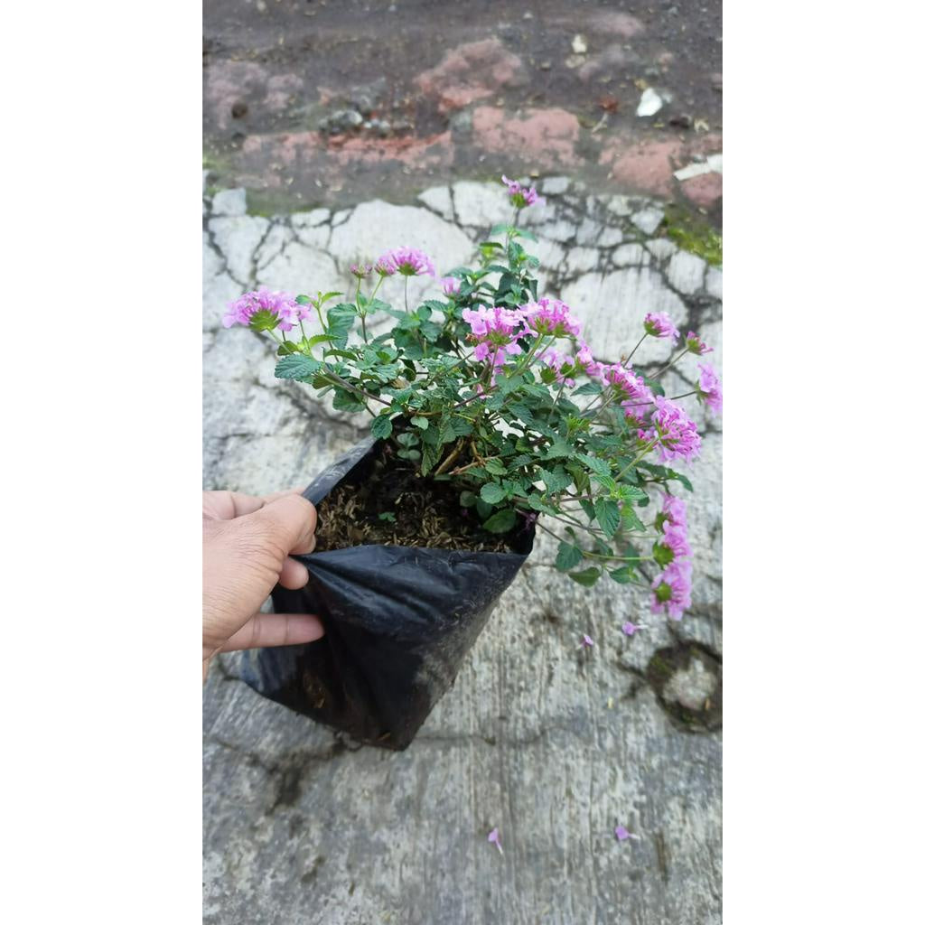 Sindo - Beauty and Charm for Your Garden  Lantana Camara Plant - A Gardening Delight (69766)