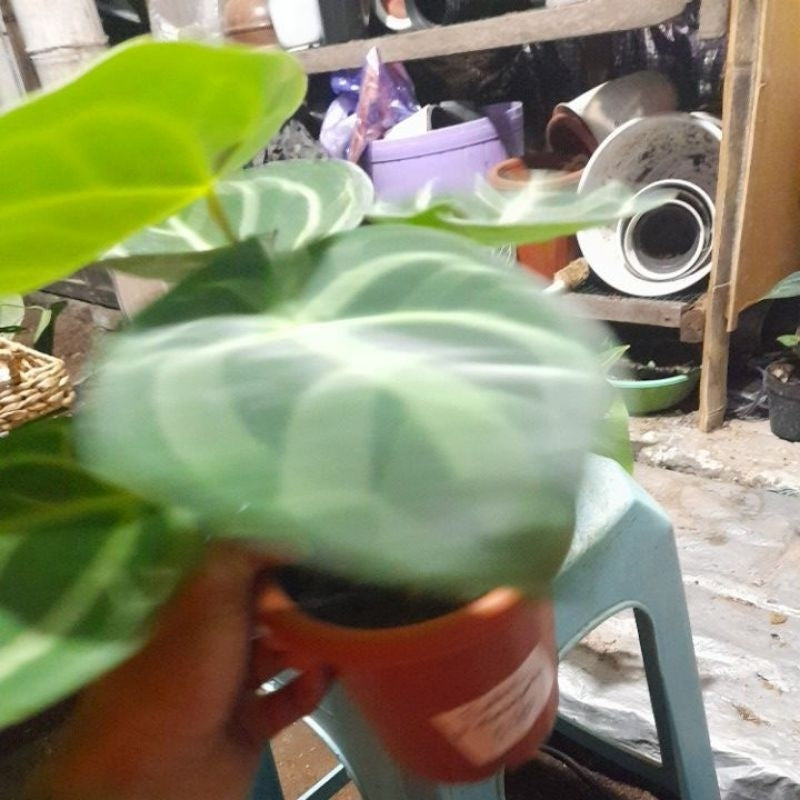 Sindo - Anthurium Dorayaki Live Plant | Round Leaf Beauty for Indoor Jungle & Tropical Plant Lovers