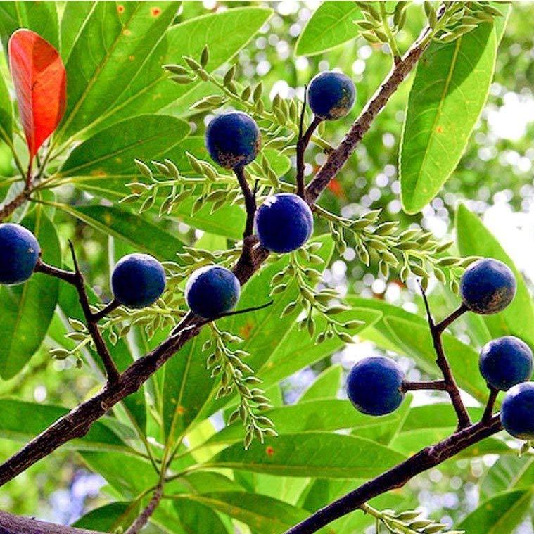 Rudraksha (Elaeocarpus ganitrus) -  - Pokok Rudraksha - रुद्राक्ष पौधा Rudraksha – Spiritual Tree, Sacred Beads, Rare Himalayan Origin, Meditation Use, Symbol of Peace LIVE PLANT