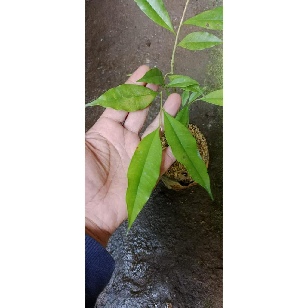 Sindo - Rare and Exotic Cendana/Santalum Plant - A Treasure for Your Collection
