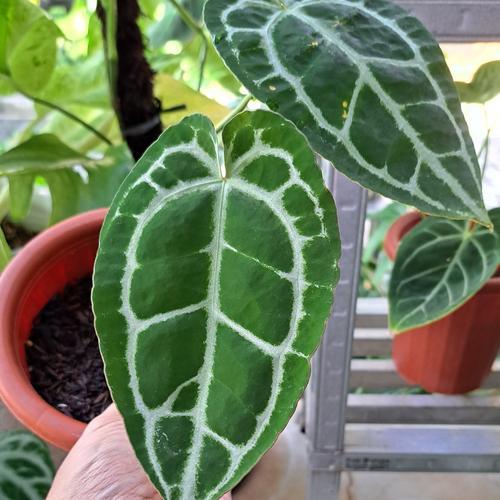 Exciting Anthurium Hybrid -  - Pokok Anthurium Hibrid Menarik - एक्साइटिंग एंथूरियम हाइब्रिड Anthurium Hybrid – Rare Foliage Fusion, Velvety Texture & Bold Veins, Collector’s Statement Plant, LIVE PLANT