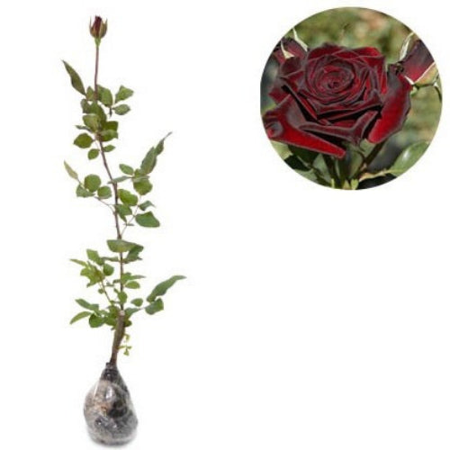 Blackrose Live Plant