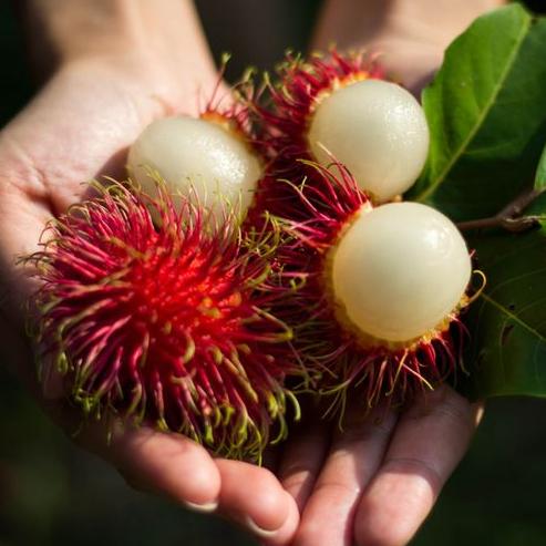 Rambutan Aceh (Nephelium lappaceum) -  - Pokok Rambutan Aceh - अचेह रामबुतान पौधा Rambutan Aceh – Sweet & Juicy Tropical Delight, Easy Peel Flesh, High Yield, Fast Fruiting Tree, LIVE FRUIT PLANT