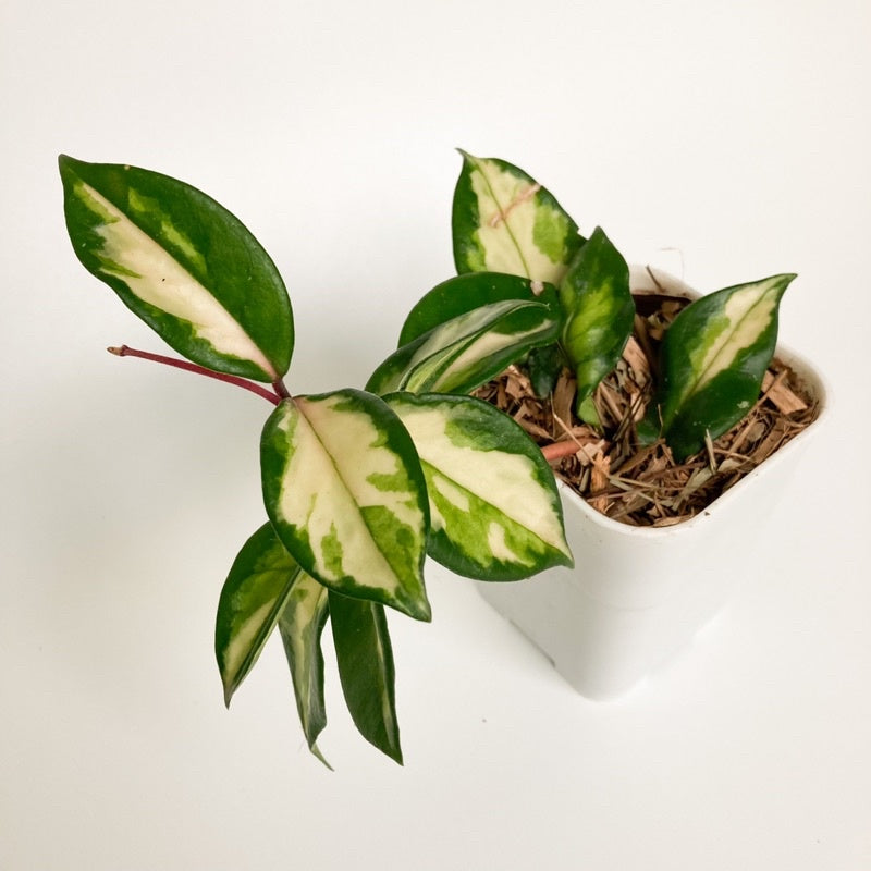 Hoya carnosa Krimson Princess