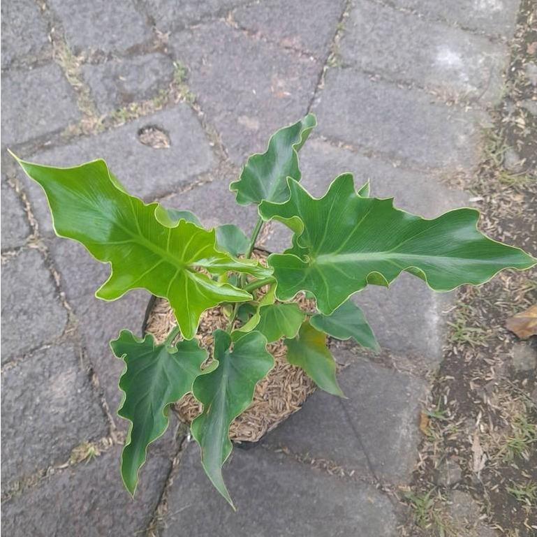 Philodendron Selloum (Tree Philodendron) -  - Pokok Philodendron Selloum - फिलोडेंड्रोन सेलोम पौधा Philodendron Selloum – Large Split Leaves, Tropical Foliage Statement, Easy Indoor Giant, Hardy Decorative Plant, LIVE PLANT