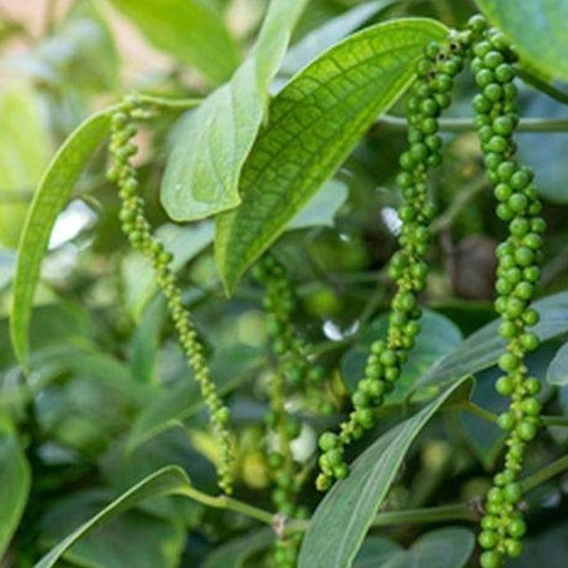 Lost in Lada (Piper sp.) -  - Pokok Lada Merambat Eksotik - लॉस्ट इन लाडा पौधा Lost in Lada – Rare Creeping Pepper Vine, Aromatic Foliage, Herbal and Edible Use, Wild Tropical Climber, LIVE PLANT