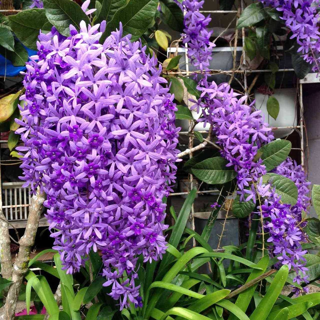 Sindo - Sandpaper Vine / Petrea Volubilis   Majestic Beauty Perfect Climbing Plant