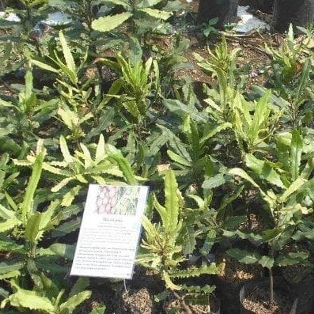 Macadamia Nut Seedling (Macadamia integrifolia) -  - Anak Pokok Kacang Macadamia - मैकाडामिया पौधा Macadamia Nut Seedling – Rich Buttery Flavor, Nutrient-Dense Superfood, Tropical-Friendly Tree, Long-Term Fruit Investment LIVE PLANT