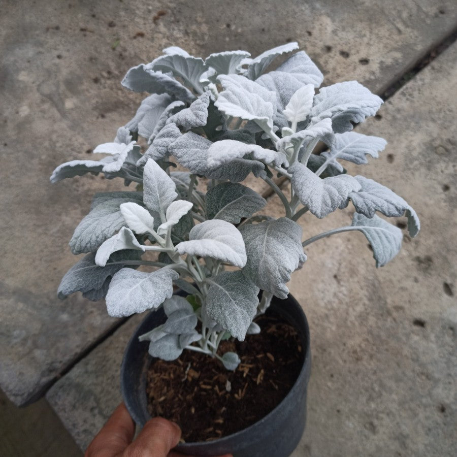 Sindo - Lush and Hardy Dusty Miller  Enhance Your Garden with Timeless Elegance