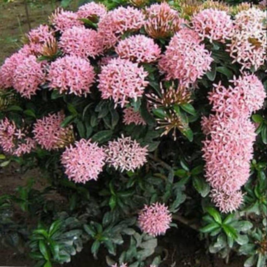 Ixora Pink (Ixora coccinea) -  - Pokok Bunga Soka Merah Muda - गुलाबी इक्सोरा पौधा Ixora Plant Pink – Tropical Cluster Blooms, Easy Flowering Shrub, Pollinator-Friendly, Compact Garden Beauty LIVE PLANT