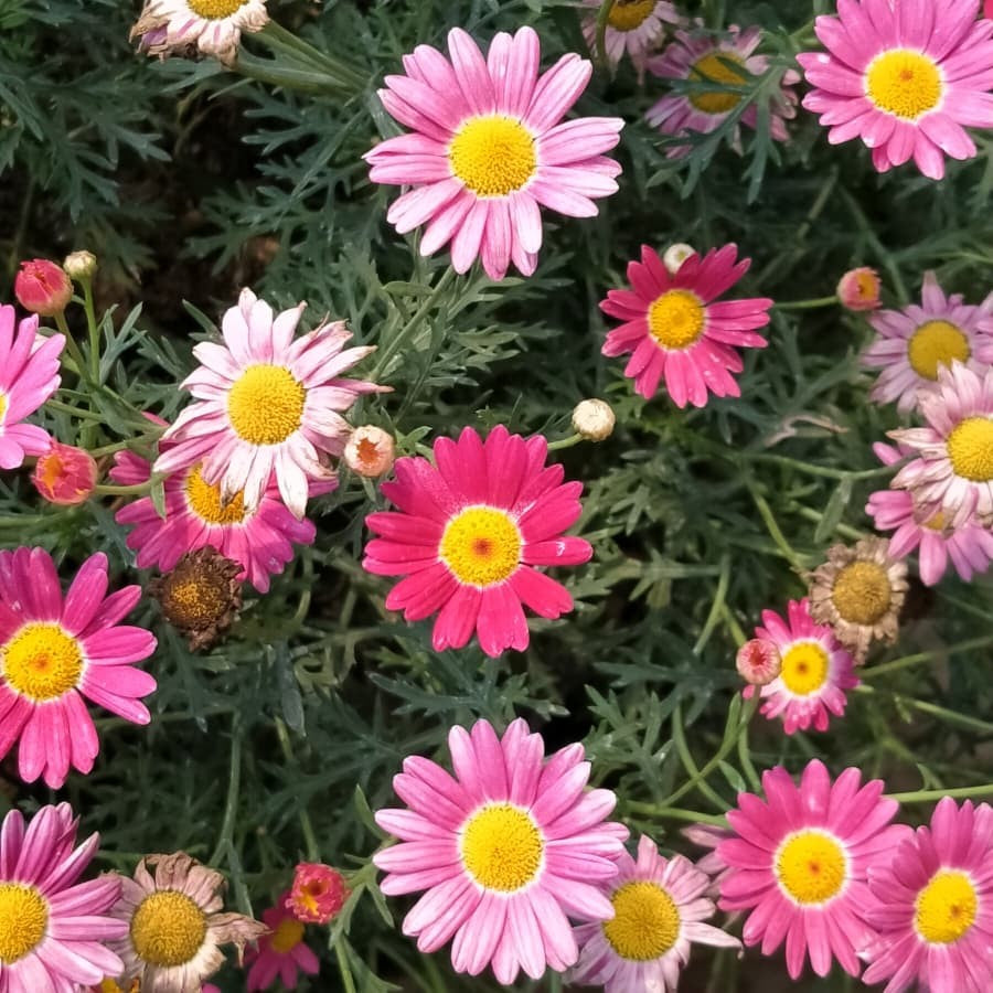 Sindo - Blossoms of Delight  Cosmos Lovely Pink - A Garden Treasure in Graceful Hues