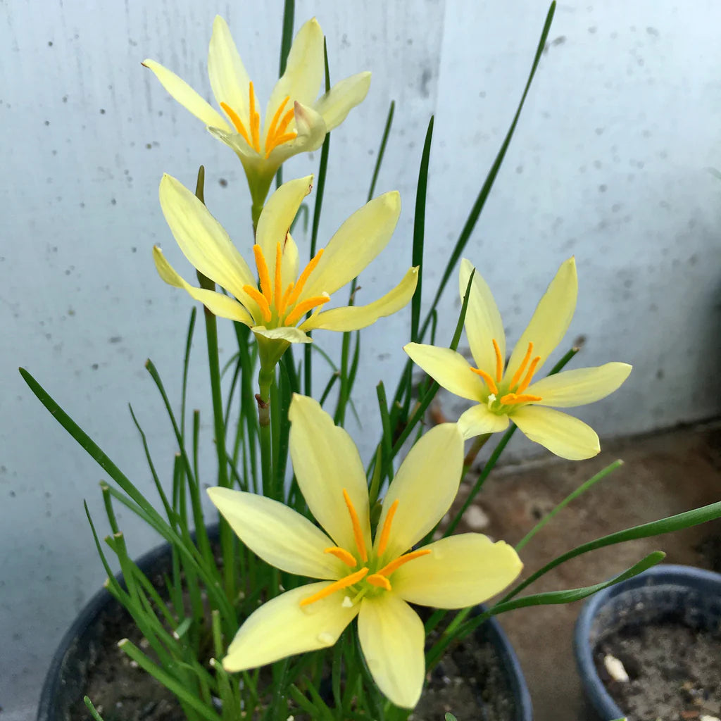 Zephyranthes mix color Nature's Kaleidoscope Unleashed in a Delicate Dance of Blooms Live Indoor Plant