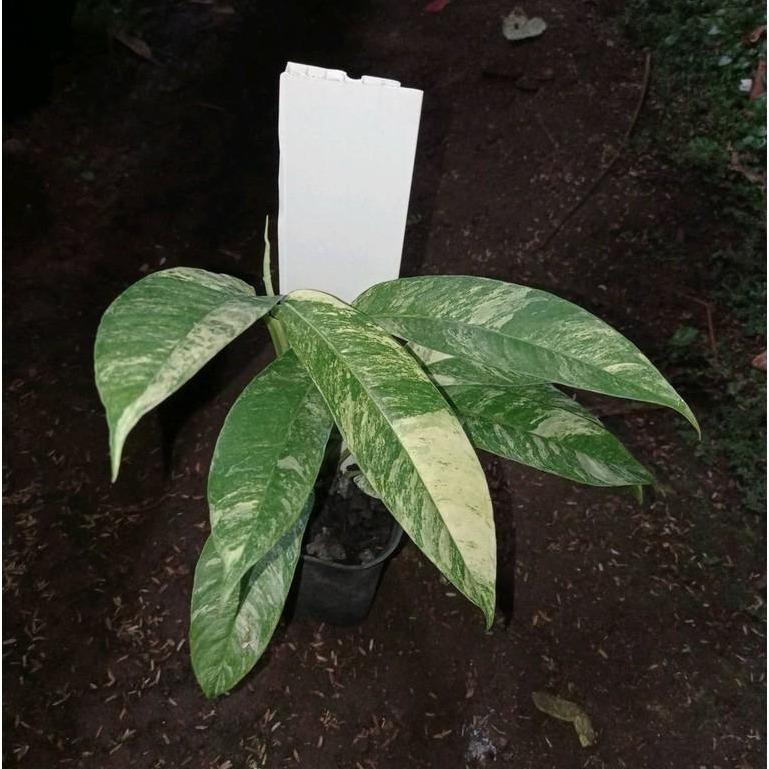 Rhapidophora Megasperma “Gorilan” -  - Pokok Rhapidophora Megasperma Gorilan - गोरिलन रैपिडोफोरा Rhapidophora Megasperma – Gorilla-Like Foliage, Bold Tropical Aroid, Rare Climber, Indoor Jungle Vibes, LIVE PLANT