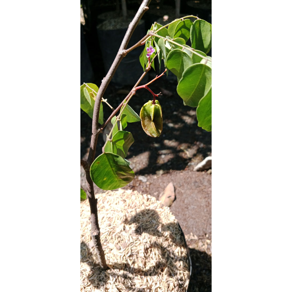Sindo - Tropical Star Fruit Tree - Averrhoa carambola  Discover the Exotic Flavor of the Stars