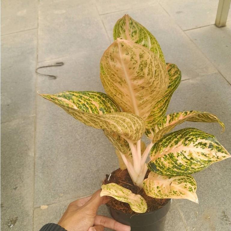 Aglaonema Widuri Orange -  - Pokok Aglaonema Widuri Oren - एग्लोनिमा विदुरी ऑरेंज पौधा Aglaonema Widuri Orange – Bright Tropical Foliage, Easy Indoor Plant, Colorful Desk Display, Low Light Tolerant, LIVE PLANT