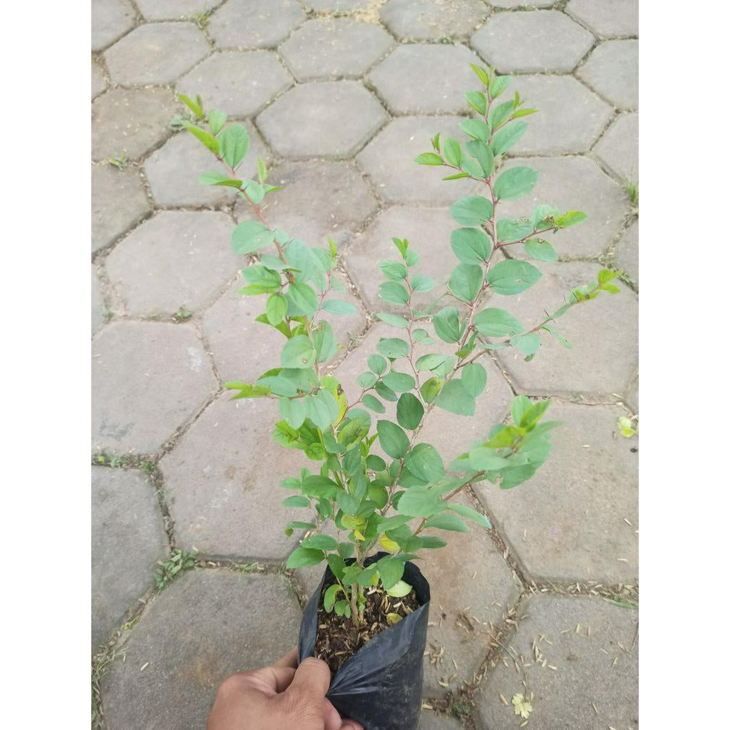 Sindo - Arabian Bidara, Your Great Garden Companion