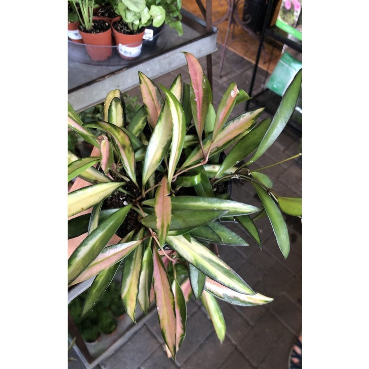 Hoya wayetii variegata