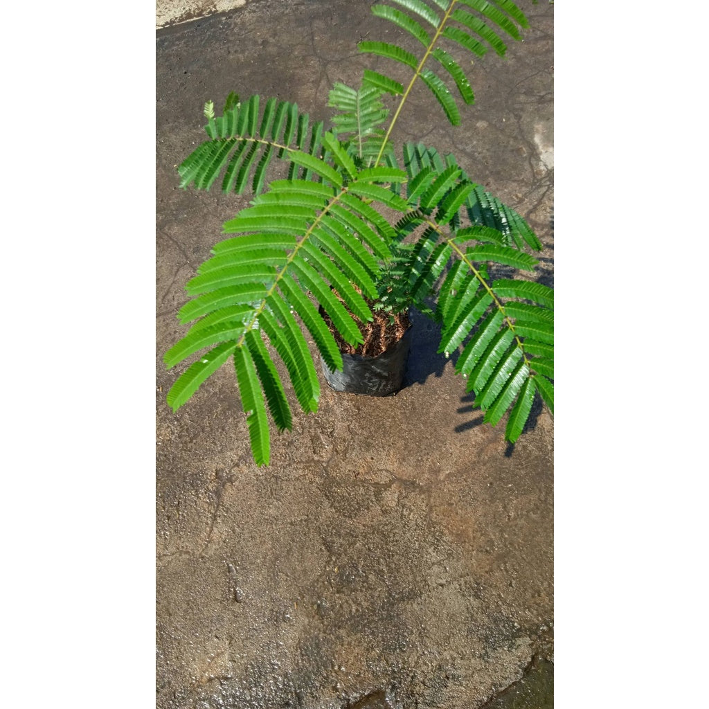 Sindo - Parkia Speciosa/petai By Idamulya Florist Live Plant 4IF30IHGT6