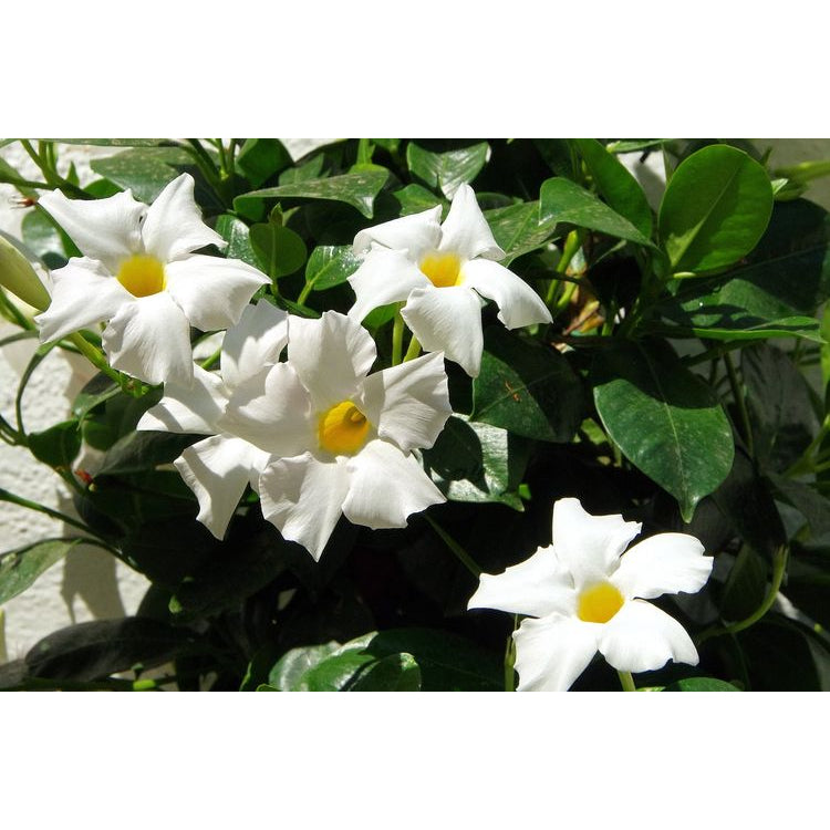 Sindo - White Mandevilla Vines   Elegance and Beauty for Your Garden Trellis