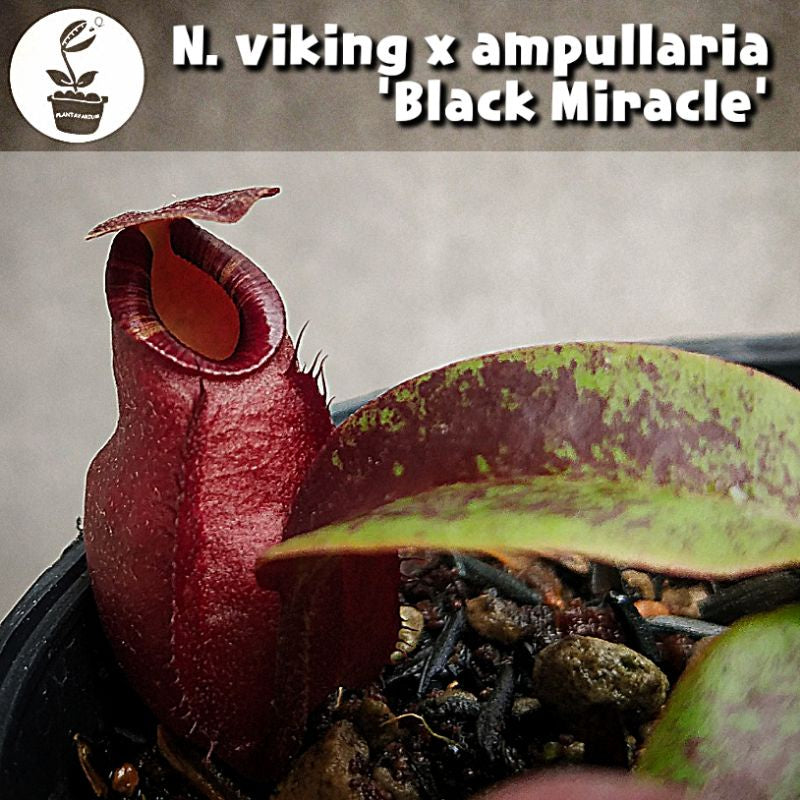 Nepenthes Viking × ampullaria