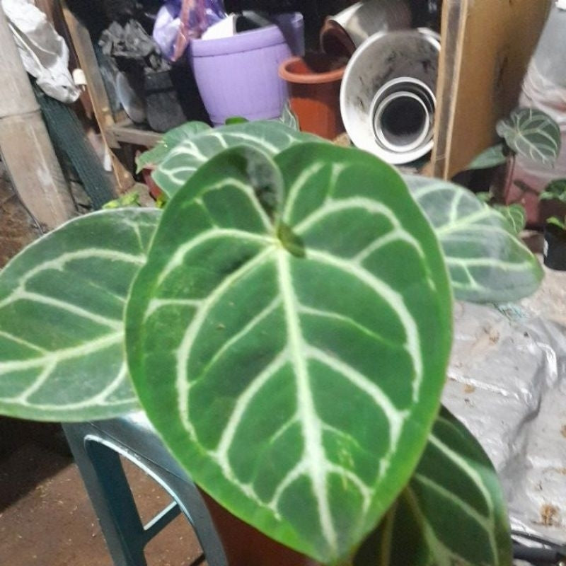 Sindo - Anthurium Dorayaki Live Plant | Round Leaf Beauty for Indoor Jungle & Tropical Plant Lovers