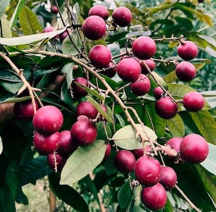 Red Longan Tree (Dimocarpus longan var. Red) -  - Pokok Kelengkeng Merah - लाल लोंगन पौधा Red Longan – Sweet Exotic Fruit, Fast Fruiting Tree, Rare Variety, Edible Garden Essential, LIVE PLANT
