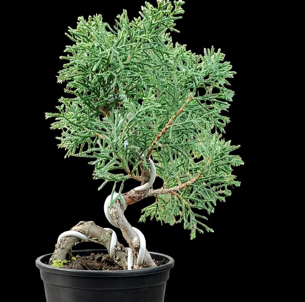 Bonsai juniperus rigida (Risman Arisandi)