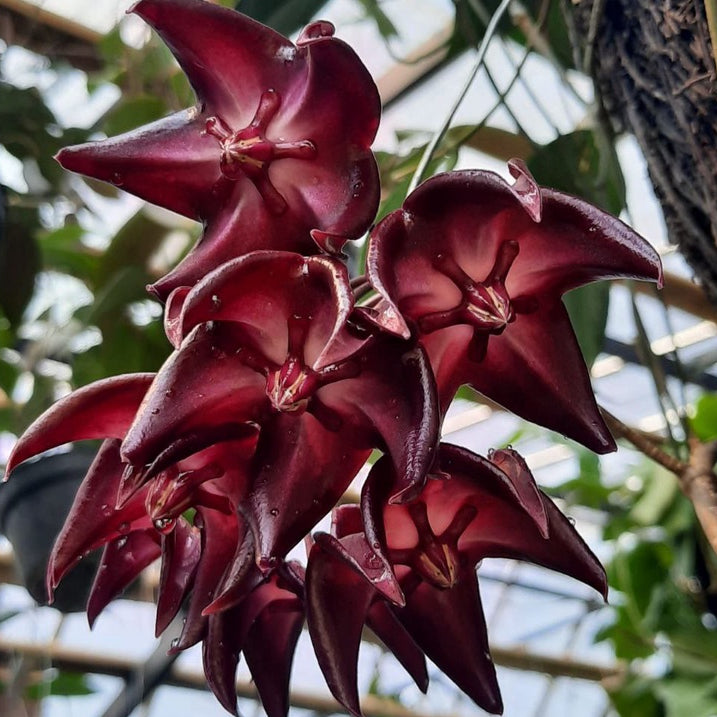 Hoya onychoides