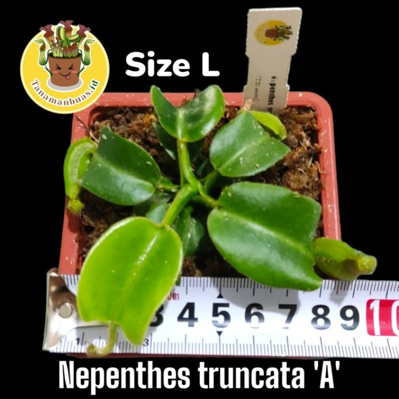Nepenthes truncata