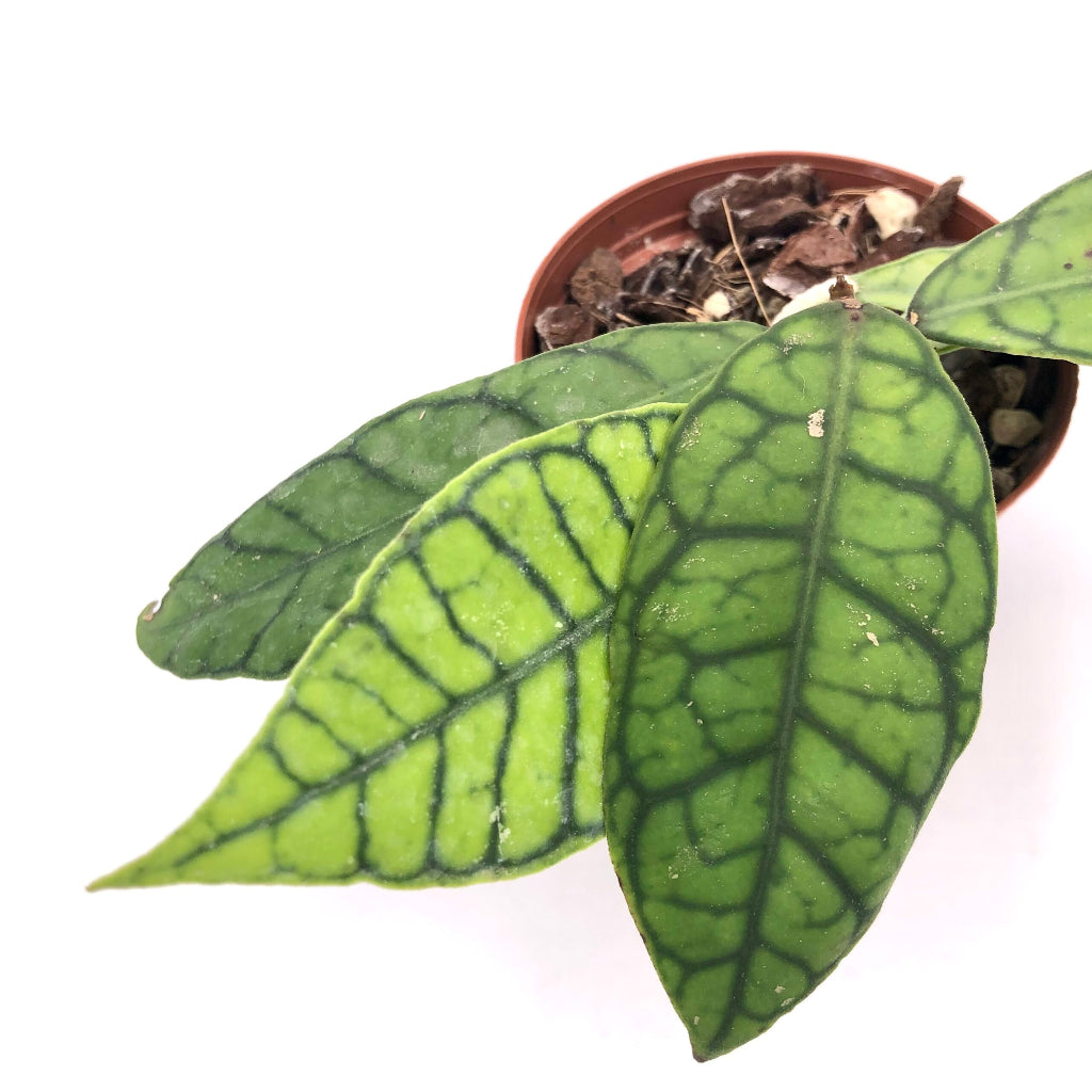 Hoya callistophylla