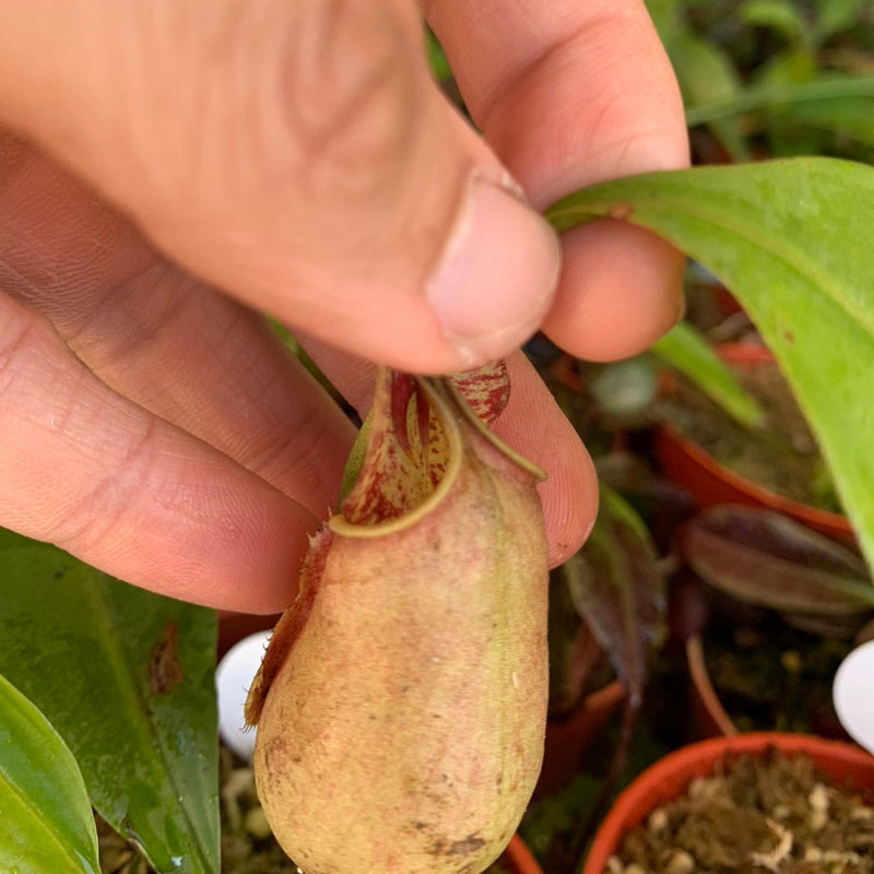 Nepenthes bicalcarata