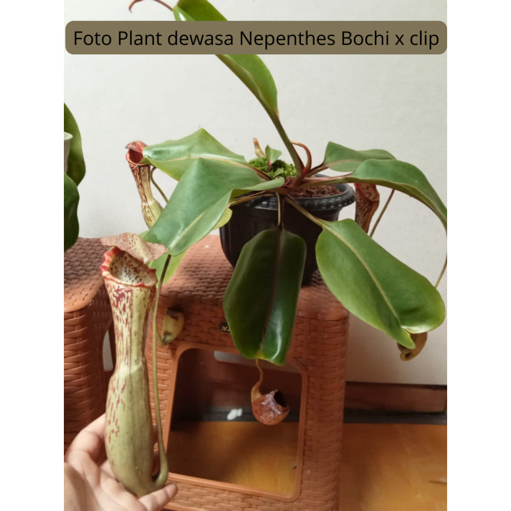 Nepenthes boschiana × clipeata