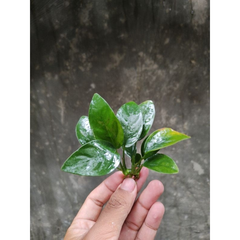 Anubias nana small tanaman aquascape/akuarium low co2