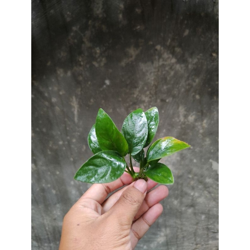 Anubias nana small tanaman aquascape/akuarium low co2