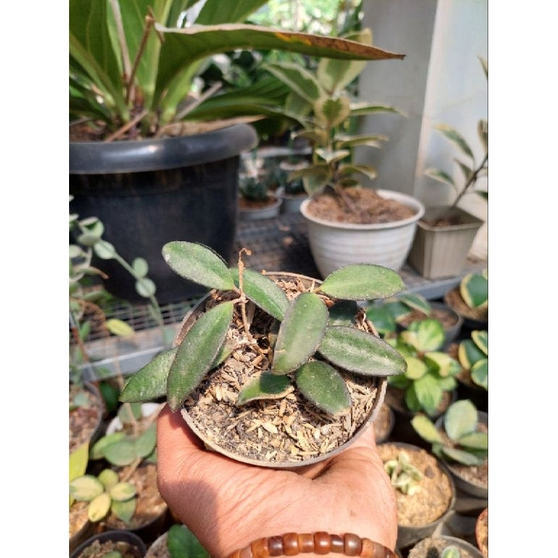 Hoya Rosita