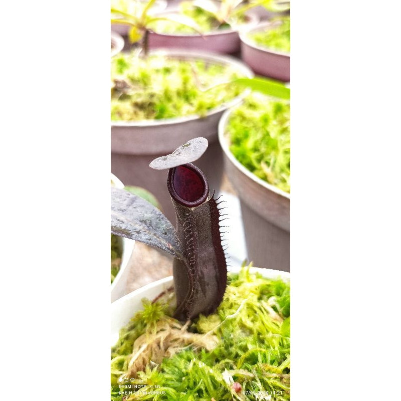 Nepenthes albomarginata black