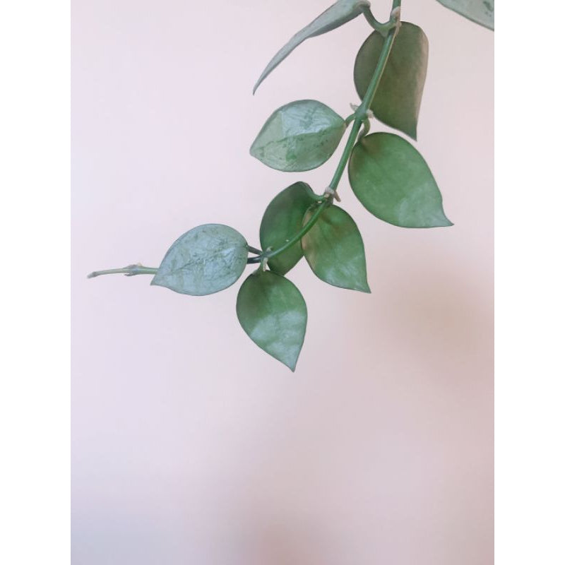 Hoya Krohniana Eskimo Splash