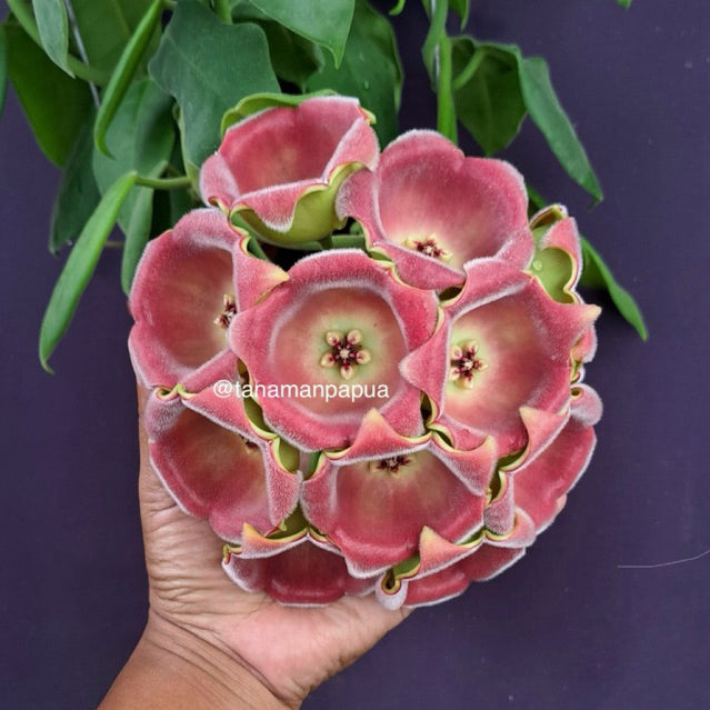 Hoya lauterbachii