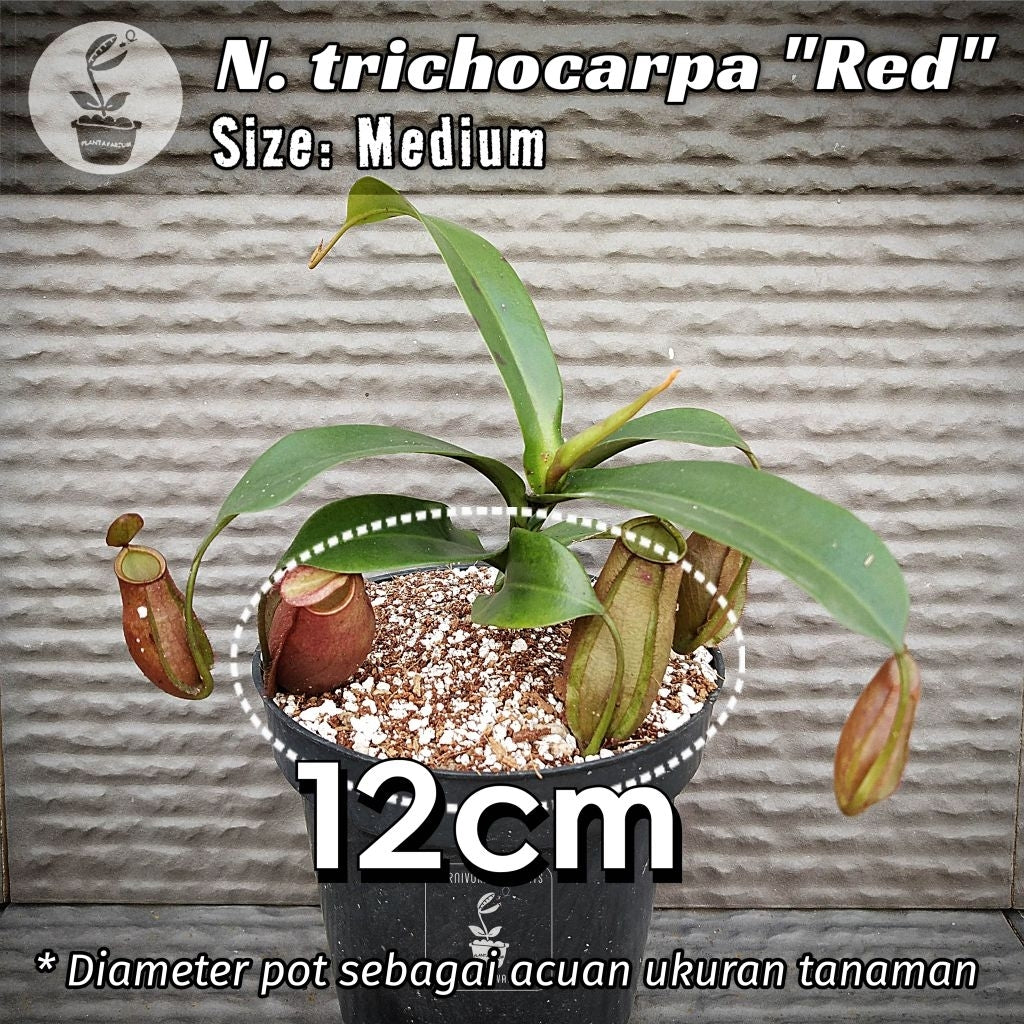 Nepenthes trichocarpa red